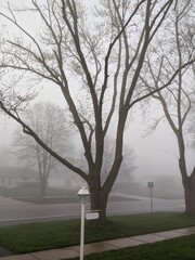 Foggy morning