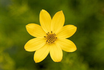 Threadleaf coreopsis (Coreopsis verticillata 'Zagreb') 