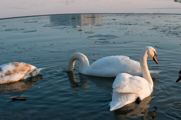 white swans group on the lake swim well under the bright sun