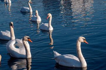 white swans group on the lake swim well under the bright sun