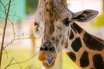 Photo of a Giraffe up close with its tongue sticking out. © Daniel