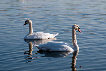 white swans group on the lake swim well under the bright sun