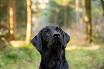 Portrait of black labrador retriever