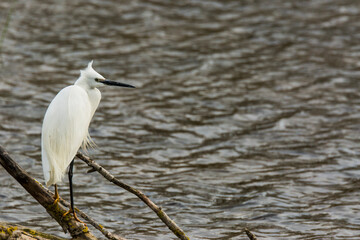 Little egret in Aiguamolls De L Emporda Nature Park, Spain