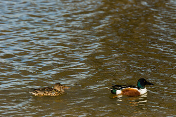 Mallard in spring in Aiguamolls De L Emporda Nature Park, Spain