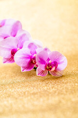 Fototapeta na wymiar A branch of purple orchids on a shiny gold background. 