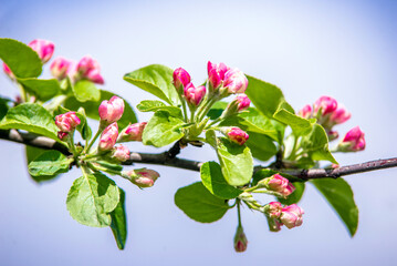 appletree blossom branch in the garden in spring
