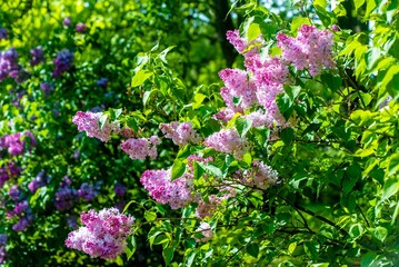 Fototapeta premium Pink lilac blooms in the Botanical garden 