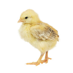 Young yellow chicken on a white background, a young poultry.