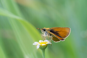 Motyl karłątek kniejnik na zielonym tle