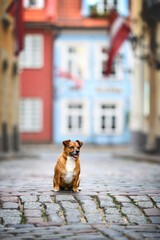 happy mixed breed dog sitting on the streed of old town Riga, Latvia