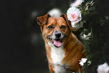red mixed breed dog portrait with blooming roses bush outdoors