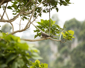 wild pigeon on a tree in a forest