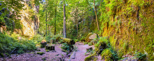 Panoramic view over magical fairytale forest at the hiking trail in the national park Saxon...