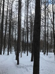forest in winter