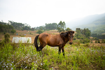 Naklejka premium horse in the meadow