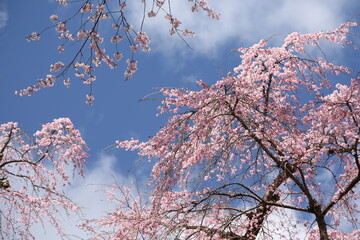 snow covered branches