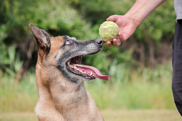 Chien de Berger Belge Malinois qui attend de jouer avec sa balle, entrainement de sport canin
dans le jeu.