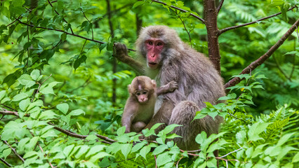 ニホンザルの親子　上高地