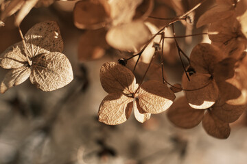 Autumn Dry flowers background. Textured hydrangea petals in sunlight close-up. Stylish Floral...