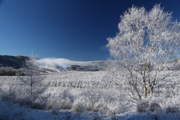 snow covered trees