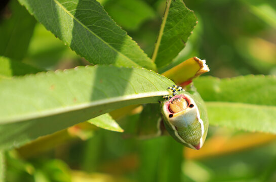 Puss moth or Cerura vinula caterpillar feeding on a Salix or Willow tree