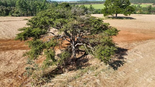 Flying around isolated tree. Rural life scenery. Agriculture field environment. Farmland rural landscape. Farming scenery. Harvest time at rural life. Farm land rustic countryside scenic landscape. 