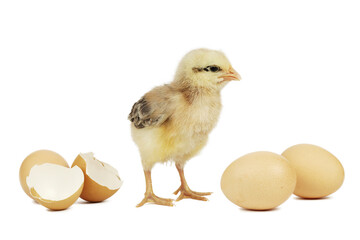 The first newborn chick, a fluffy young hen.