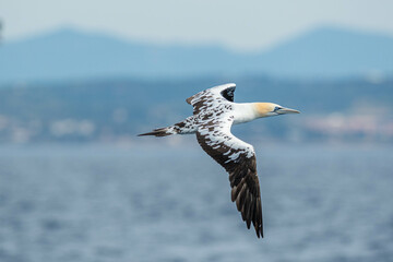 A northern gannet (Morus bassanus) flying over the Mediterranean sea, catching fish.
