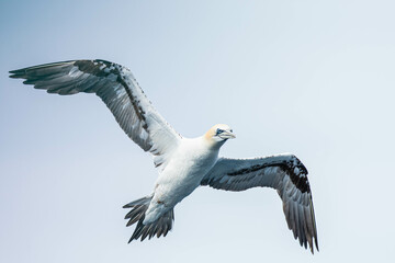 A northern gannet (Morus bassanus) flying over the Mediterranean sea, catching fish.