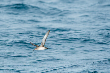 A balearic shearwater (Puffinus mauretanicus) flying in in the Mediterranean Sea and diving to get fish