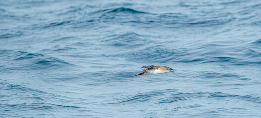 Fototapeta premium A balearic shearwater (Puffinus mauretanicus) flying in in the Mediterranean Sea and diving to get fish