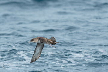 A balearic shearwater (Puffinus mauretanicus) flying in in the Mediterranean Sea and diving to get fish