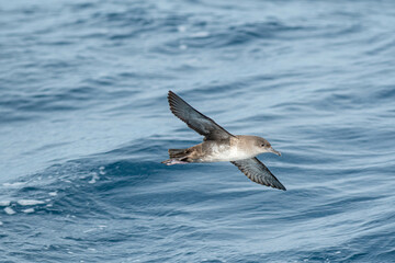 A balearic shearwater (Puffinus mauretanicus) flying in in the Mediterranean Sea and diving to get fish