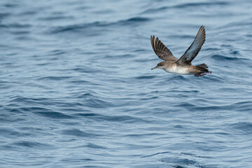 A balearic shearwater (Puffinus mauretanicus) flying in in the Mediterranean Sea and diving to get fish