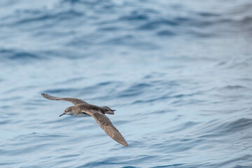 A balearic shearwater (Puffinus mauretanicus) flying in in the Mediterranean Sea and diving to get fish