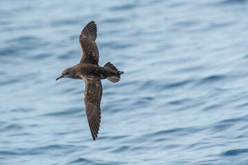 A balearic shearwater (Puffinus mauretanicus) flying in in the Mediterranean Sea and diving to get fish