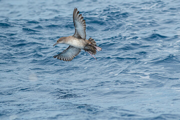 A balearic shearwater (Puffinus mauretanicus) flying in in the Mediterranean Sea and diving to get fish