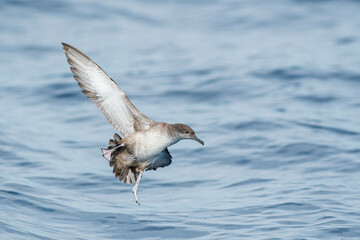 A balearic shearwater (Puffinus mauretanicus) flying in in the Mediterranean Sea and diving to get fish
