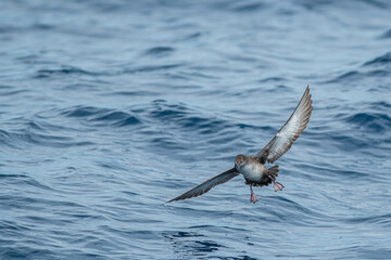 A balearic shearwater (Puffinus mauretanicus) flying in in the Mediterranean Sea and diving to get fish