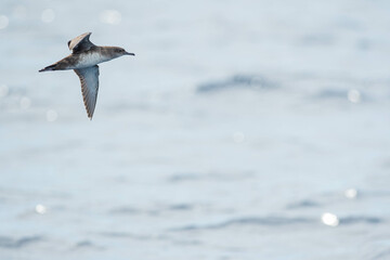 A balearic shearwater (Puffinus mauretanicus) flying in in the Mediterranean Sea and diving to get fish