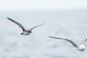 A balearic shearwater (Puffinus mauretanicus) flying in in the Mediterranean Sea and diving to get fish