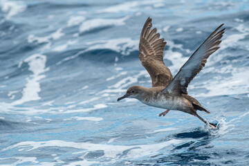 A balearic shearwater (Puffinus mauretanicus) flying in in the Mediterranean Sea and diving to get...