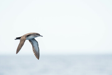 A balearic shearwater (Puffinus mauretanicus) flying in in the Mediterranean Sea and diving to get fish
