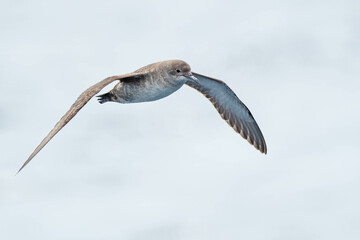 A balearic shearwater (Puffinus mauretanicus) flying in in the Mediterranean Sea and diving to get fish