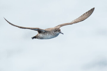 A balearic shearwater (Puffinus mauretanicus) flying in in the Mediterranean Sea and diving to get fish