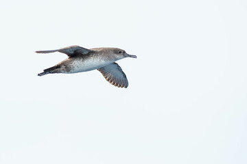 A balearic shearwater (Puffinus mauretanicus) flying in in the Mediterranean Sea and diving to get fish