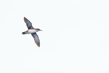 A balearic shearwater (Puffinus mauretanicus) flying in in the Mediterranean Sea and diving to get fish
