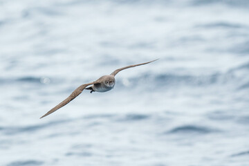 A balearic shearwater (Puffinus mauretanicus) flying in in the Mediterranean Sea and diving to get fish