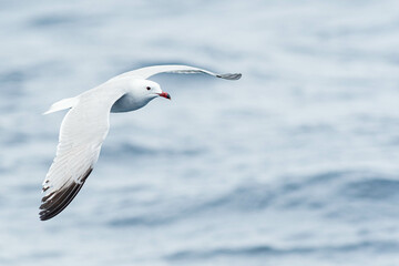 An Audouin's gull (Ichthyaetus audouinii) flying over the Mediterranean sea